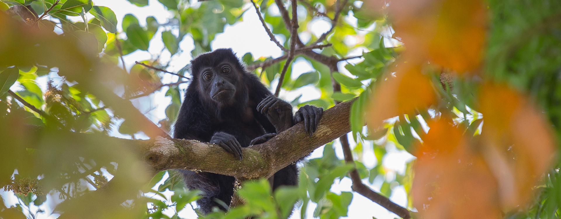 On nature’s doorstep – sharing the jungle.