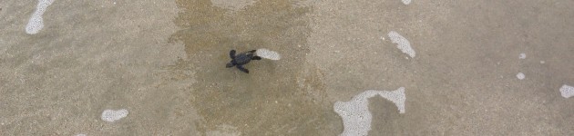 sea turtles nesting costa rica